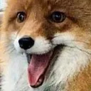 foxHappy
