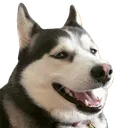 talahehe Discord Emoji