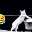 CATBETYPINGINCHAT