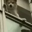 shibawave shibawave