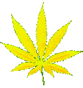 weed