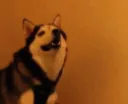 dog_wat