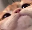 CatSmoosh