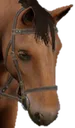 SadNeigh