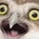 shockedowl