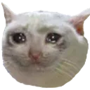 rage_cry
