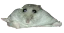 squash