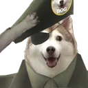 saluteHusky