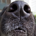 sniff2 Discord emoji