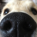sniff4 Discord emoji