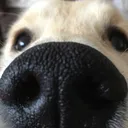 sniff4