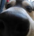 sniff5 Discord emoji
