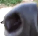 sniff6