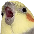 birb