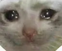 sadcat