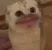 ammMeowCat