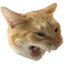 swagscream