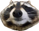 racc Discord emoji