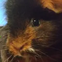 PiggieWhat PiggieWhat