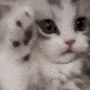 :aLapki: Discord Emote
