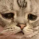 Gatosad GatoSad Discord Emoji