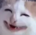 happycat