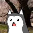 huskySurprised