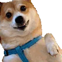 D1_nondogeWAVE