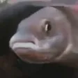 FishPause