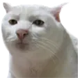 dr_fav_cat dr_fav_cat