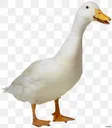 goose