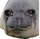 sealsad