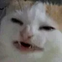 Catto catto Discord Emoji