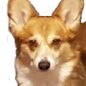 krazyflyincorgi krazyflyincorgi