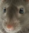 ratattack ratattack