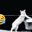 cattyping