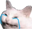 SadCat
