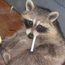 raccoonCancer