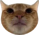 Catte Discord Emoji