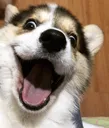 doggo_smile