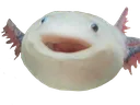 axolotl