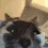 wassupCatStare