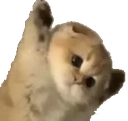 :CAT_dont: Discord Emote
