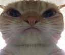 :CAT_MADCAT: Discord Emote