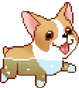 corgiswim