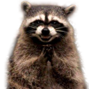 thispleasesraccoon