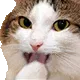 catGiggle