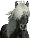 horse