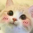 catuwu