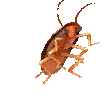 roach Discord emoji